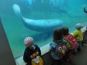 Die Kinder schauen in das Aquarium - (c) Flöten Mond
